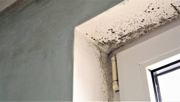 Best Post-Construction Mold Inspection  in Santa Paula, CA