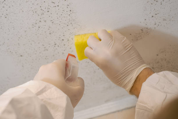 Best Indoor Air Quality Assessment  in Santa Paula, CA