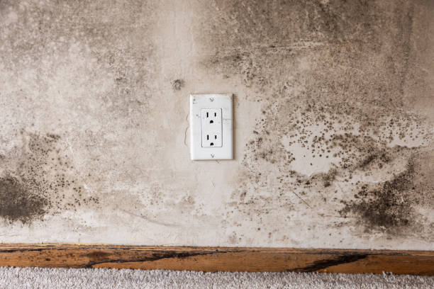 Best Dehumidification Services  in Santa Paula, CA