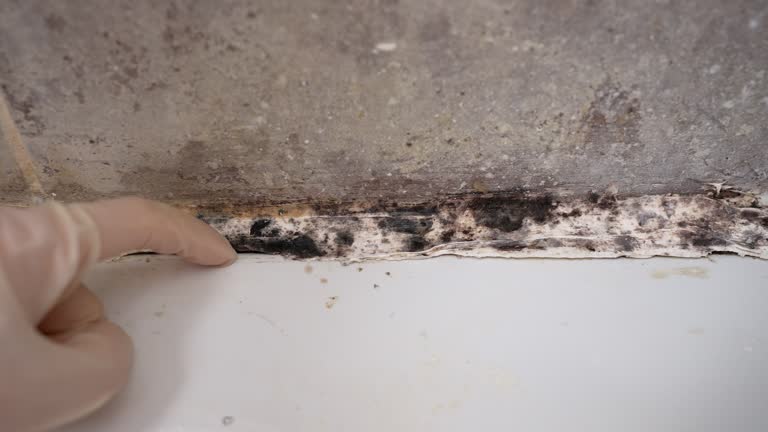 Forensic Mold Investigation in Santa Paula, CA