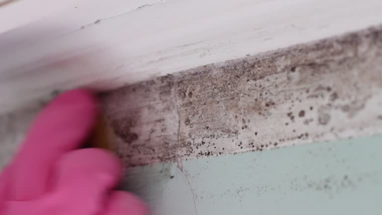 Best Attic Mold Removal  in Santa Paula, CA